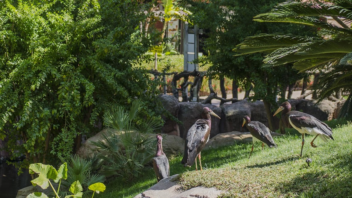 Bioparc Fuengirola photo 1