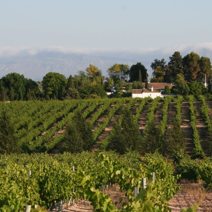 Bodega La Capuchina photo 2